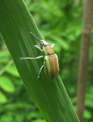 Chlorophanus vittatus