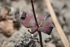 Nemacladus capillaris