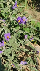 Solanum elaeagnifolium image