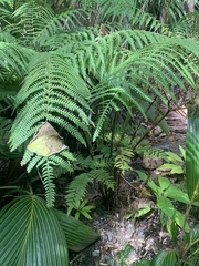 Pteris tripartita