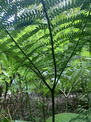 Pteris tripartita