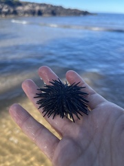 Echinometra oblonga
