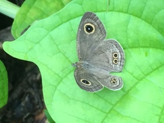 Ypthima baldus newboldi