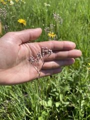 Gypsophila altissima