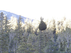 Arceuthobium douglasii