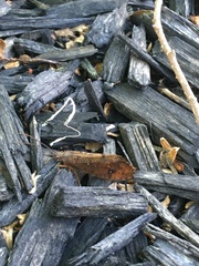 Ptilostomis ocellifera