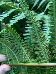 Pteris tripartita