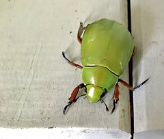 Chrysina macropus