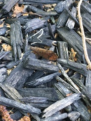 Ptilostomis ocellifera