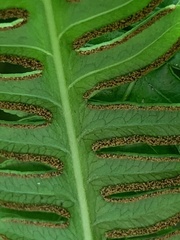 Pteris tripartita