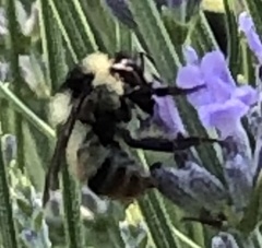 Bombus