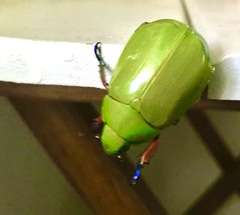 Chrysina macropus