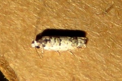 Eucosma ornatula