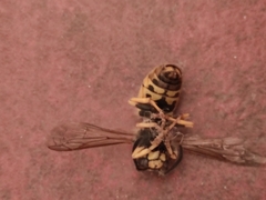 Vespula germanica