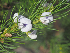 Psoralea kougaensis