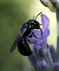 Ceratina