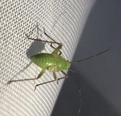 Adelphocoris quadripunctatus