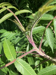 Rhus typhina