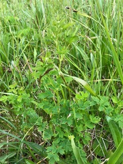 Thalictrum minus