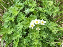 Anemonastrum villosissimum