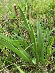 Plantago macrocarpa