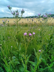 Cirsium monspessulanum