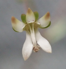 Nemacladus capillaris