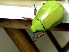 Chrysina macropus