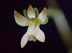 Nemacladus capillaris