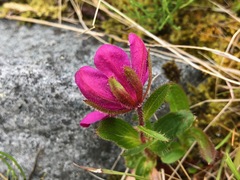 Rhododendron camtschaticum
