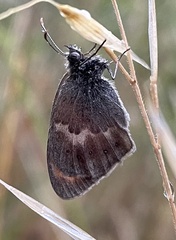 Coenonympha