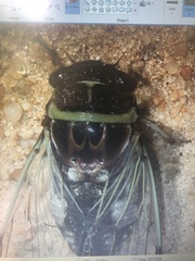 Diceroprocta viridifascia