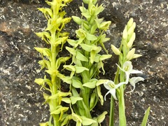 Platanthera convallariifolia