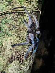 Chilobrachys
