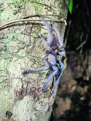 Chilobrachys
