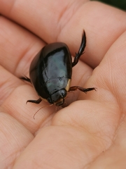 Megadytes