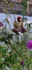 Carduelis carduelis