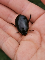 Megadytes