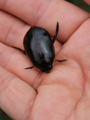 Megadytes