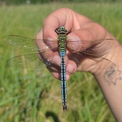 Anax imperator