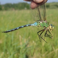 Anax imperator