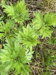 Artemisia tilesii unalaschcensis