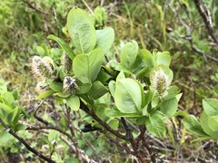 Salix commutata