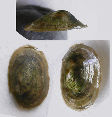 Acroloxus lacustris