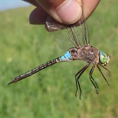 Anax parthenope