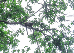 Prince Bernhard's Titi Monkey photo 5