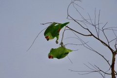 Amazona autumnalis autumnalis