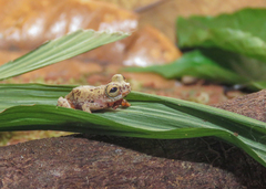 Dendropsophus ozzyi