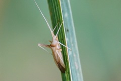 Phytocoris flammula