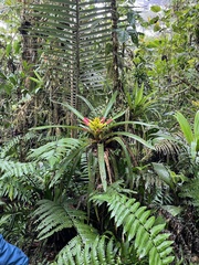 Guzmania squarrosa